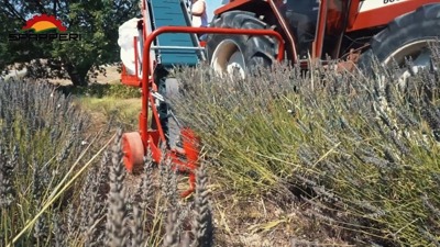 Spapperi Erntetechnik für Kräuter/Lavendel